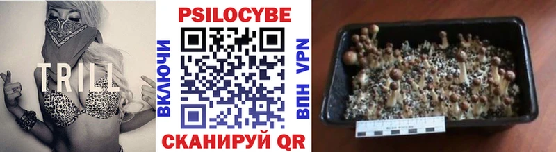 закладка  Урай  Галлюциногенные грибы Psilocybe 
